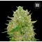 MASTER KUSH GRAND